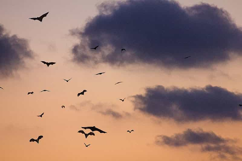 Zahlreiche Fledermäuse fliegen während der Dämmerung gemeinsam am orangenen Abendhimmel. 